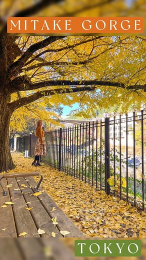 Ariel Lee アリエル | Japan Travel Creator on Instagram: "💛 Mitake Gorge 🍁 I’ve been wanting to go to Okutama for a while and I’m so happy we enjoy this warm & sunny autumn day out with the most beautiful autumn foliage there 🤩 After getting out of the station, you’ll see the large bridge right in front of you! There’s sections to walk down on both sides. One side has a large Ginkgo tree and the other side a bunch of momiji. 🚃 Mitake Station (JR Ome Line, about 1.5hr from Shinjuku station) 🎥 All