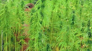 Criminal drug business in the world. Bad habit of smoking hashish. the Process of Obtaining Hashish. a Person collects pollen from Marijuana plants on his body. Addiction.