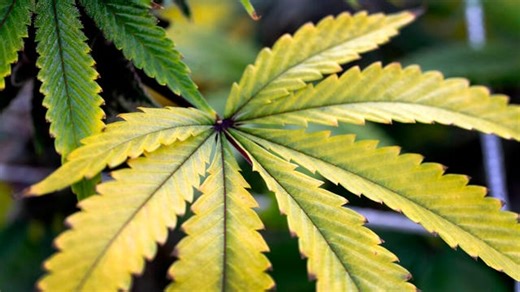 California’s marijuana market heads into a difficult 2022