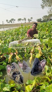 1.2M views · 5.7K reactions | Unbelievable technique unique Fishing system with Chicken leg trap #fishing #reels #trap | Fisherman Animal Lover-Original | Facebook