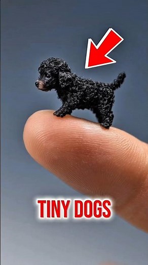 Top 5 Smallest Dog Breeds on Earth (You Won’t Believe #1!) #dog #smallestdog #facts