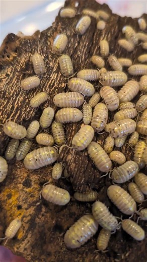 Japanese Magic Potions going strong 🪄#armadillidium #armadillidiumvulgare #magicpotion #isopods