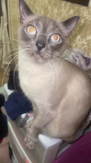 Cassie_cat on TikTok