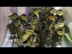 Mallard Duck Timelapse and Release