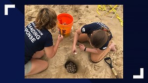 Loggerhead turtle nest discovered at Virginia Beach North End