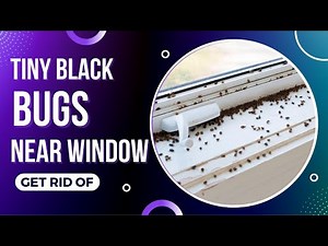 Tiny Black Bugs In House Near Window (How To Get Rid Of Them) - Top Repellents