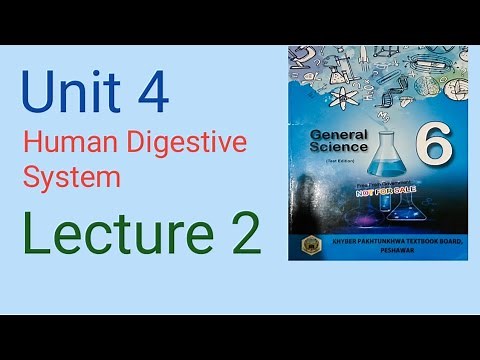 Different Organs Involved in Digestion l Human Digestive System l Grade 6 General Science book