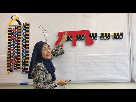 Genetics | Experiment 1: Demonstration of Protein Synthesis