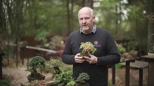 17K views · 612 reactions | NOW AVAILABLE! The Shohin Bonsai Course...