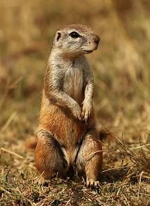 Cape ground squirrel - Alchetron, The Free Social Encyclopedia