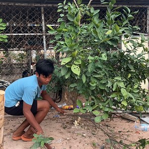 5.1K views | Relocate chicken coops and cut orange trees to build houses Part 1 | Creative Handmades Ideas Diy | Facebook