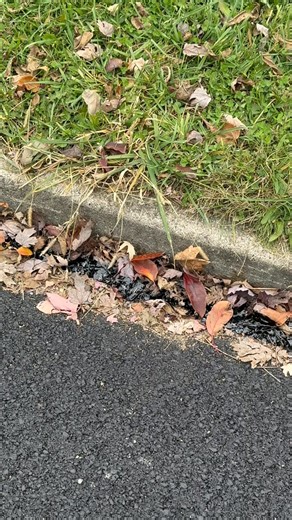 4.2K views · 22 reactions | Keep up the great work Springfield city. Right over top all of the leaves. Good shit yall臘‍♂️臘‍♂️ | Hunter Rogers | Facebook