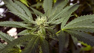 Take a deep dive into the facts and reject marijuana legalization