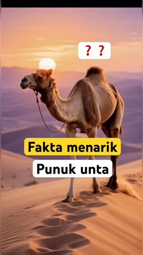 Unique and interesting facts about camel hump #camel #shorts