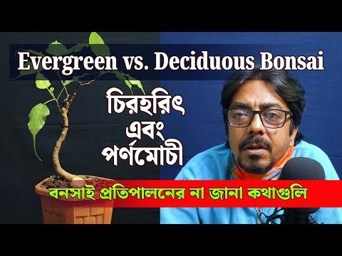 Evergreen vs. Deciduous Bonsai: Essential Care Differences You Need to Know! 🌲🍂