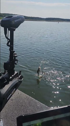 Catching Crappie with Garmin Live Scope View! #crappie #fishing