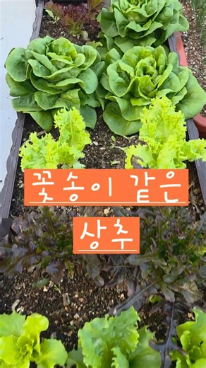It's too pretty to eat #SmallJoys #RooftopGarden #ButterheadLettuce