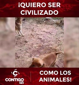 ¡QUIERO SER CIVILIZADO COMO LOS ANIMALES! #animales #entretenimiento #amor #cariño #juegos #felicidad | CONTIGO TV