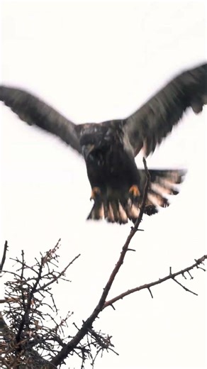 Learning to Fly Juvenile Bald Eagle