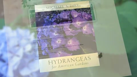 1.4K views · 147 reactions | How And When to Prune Hydrangeas Pruning hydrangeas at the wrong time can be heartbreaking. But just follow some simple tips and it makes life a lot easier. Click here for an informative video. | GardenSMART | Facebook