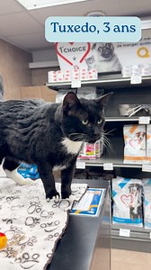 Nos chats à l'adoption 🐱 Venez les rencontrer au refuge, ils n'attendent qu'une famille aimante prête à leur donner une deuxième chance ! https://spadequebec.ca/services/adoption/chats/ 🏡 1130, avenue Galilée 📞 418-527-9104 | SPA de Québec