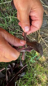Ornamental plum tree, looking at it, is it okay for grafting? | Petrit Tahiri