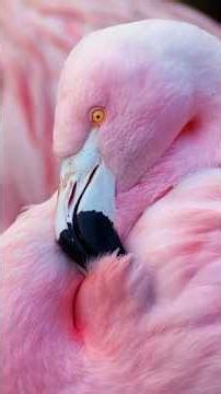 Flamingos: O Segredo Por Trás da Cor Rosa #curiosidades #nature #animals