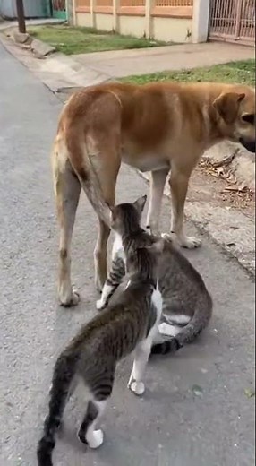 Ultra-realistic still frame (keyframe) that looks like a random smartphone video moment from your sc