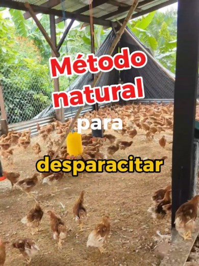 Metodo natural para desparasitar a tus gallinas
