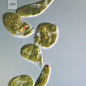 This Japanese firm has been cultivating algae for a range of uses including food, cosmetics and even jet fuel. http://cnn.it/2nVQQsr | CNN International