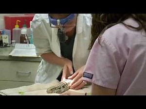 Tegu with leg injury