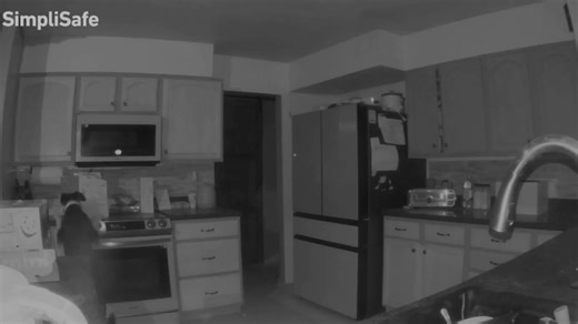 WATCH: Dog turns on stove and sets house on fire