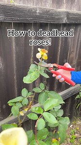 265K views · 327 reactions | Smart tip for Garden Rose Cut above the first leaf with five leaflets on the Rose to encourage new blooms to grow! #roses #Gardening #hometips #hometips This original video was produced by Network Media, LLC and Jeff & Lauren Productions. | Possibly Genius | Facebook