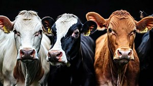 Download A group of cows standing next to each other in a field for free