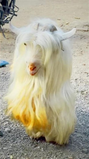 Bantoo - India’s most beautiful Bantam of Season 2026 at Dinath Bungalow Goat Farm Surat