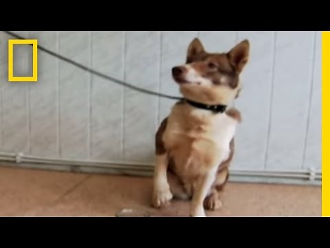 Terror Fighting Dogs | National Geographic