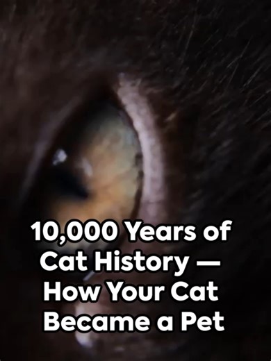 10,000 Years of Cat History — How Your Cat Became a Pet Discover the surprising history of cat domestication in