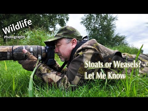 UK Wildlife and Nature Photography - Stoats or Weasels?