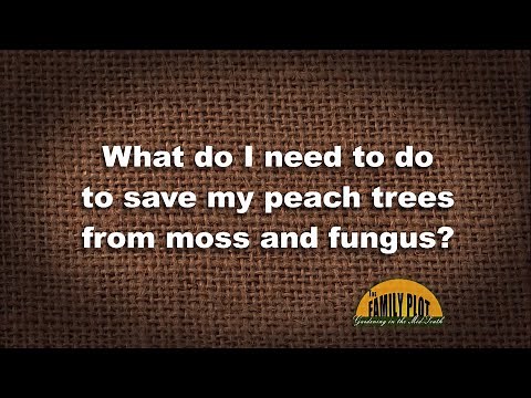 Q&A – How do I save my peach trees from rot and fungus?