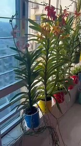 Ceramic Orchid planter #orchid #orchidtub | Awal Express