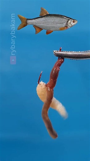 Baiting for Roach: Earthworm and Maggot Cocktail Setup