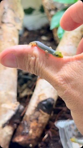 933 reactions · 43 shares | Here is a dwarf rainbow gecko (Lygodactylus conraui) -tiny but so colorful! Often overlooked for their more popular cousin, the electric blue day gecko. #daygeckos #daygeckosofinstagram #geckobreeding #lygodactylus #lygodactylusconraui | Gekko & Gecko | Facebook