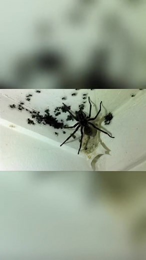 74K views · 594 reactions | ️ Spider Mother & Her Hundreds of Babies! ️ A whole spider colony tucked into one corner — a mother guarding her tiny newborns as they spread out across the web. Creepy, fascinating, and unbelievably real… nature always finds a way.  #SpiderNest #BabySpiders #WildlifeMoments #CreepyCrew #NatureUpClose #SpiderFamily #WildEncounters #NatureUnleashed #insectworld | Insect Insider | Facebook