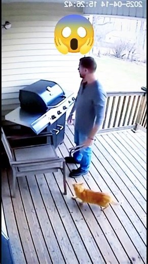 “Caught on Camera: Hero Cat Saves Owner From Fire! 🔥🐱 #shorts”#viral #shortvideo #cat