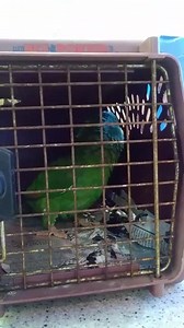 1.7K views · 118 reactions | TURN UP YOUR VOLUME  to experience the awesomeness that is Gilbert! | Mount Laurel Animal Hospital | Facebook