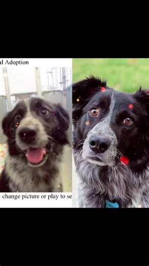 #dog #dogsofttiktok #doggo #rescue #bestestboy #whosagoodboy