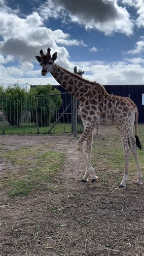 Good morning Giraffe Fam!! It’s Hump-day!!!!….and what a beautiful start to the day it is. Cupid sending Giraffic hugs for the day!!!🦒🌻Listen to those cute sniffs approving his morning snacks….🌿, with mom Pippa making sure she approves too….sampling most of it obviously 🙃 🦒🦒🦒🦒🦒🦒🦒🦒🦒🦒 Come and see a blimp of what our very own African biodiversity has to offer right here on your doorstep... We look forward to seeing you on your next visit... 🦒🦒🦒🦒🦒🦒🦒🦒🦒🦒 Operating hours is 9am