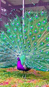 14K views · 10K reactions | Very beautiful peacock dance  | Nature videographer | Facebook