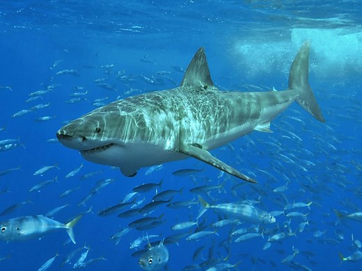 Great white shark recorded asleep for the first time ever