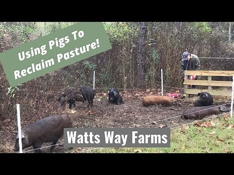 Using Pigs To Restore The Land | Regenerative Agriculture